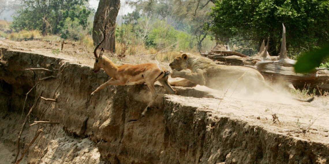 Zimbabwe, Ingwe Pan Lion kill