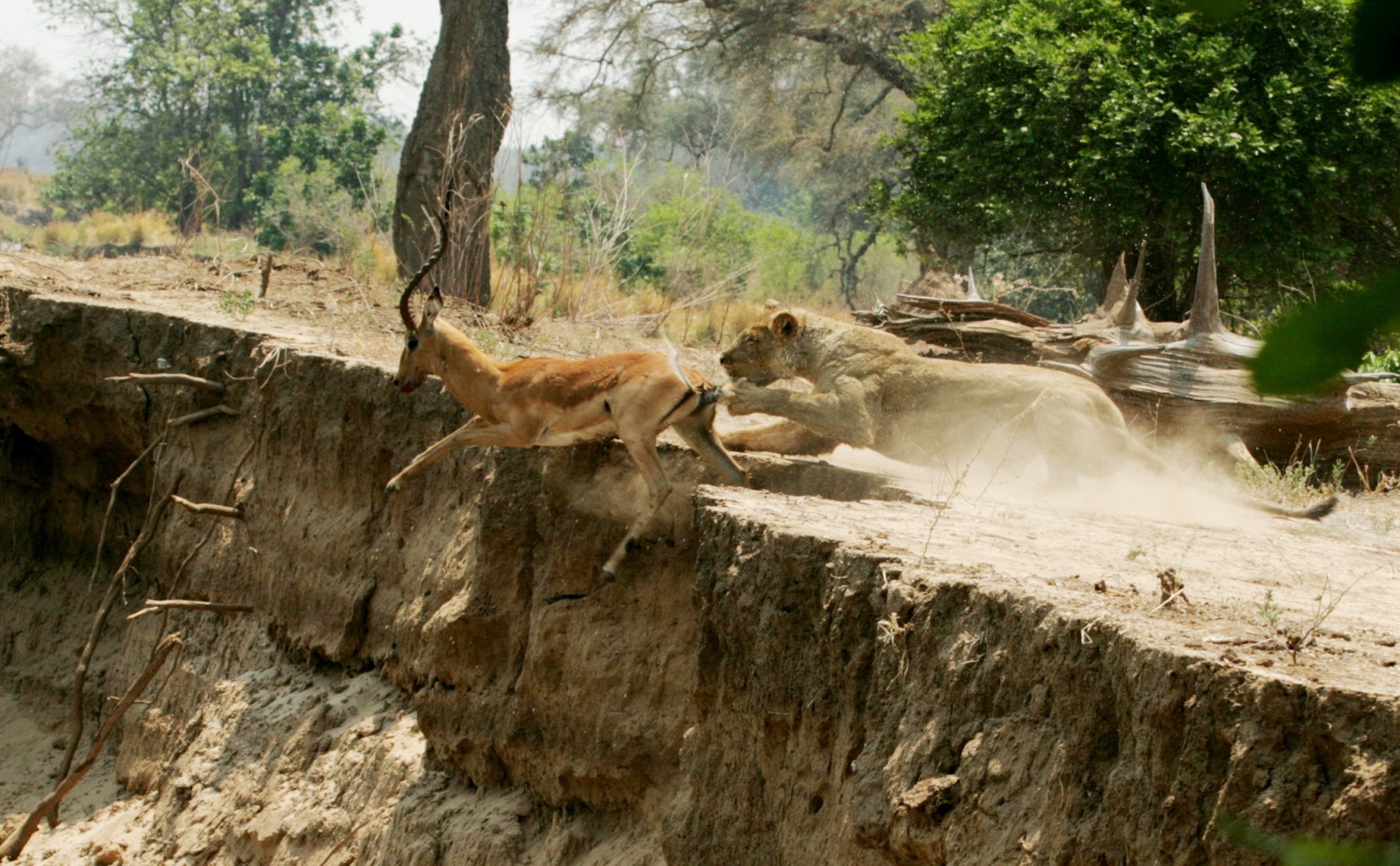 Zimbabwe, Ingwe Pan Lion kill