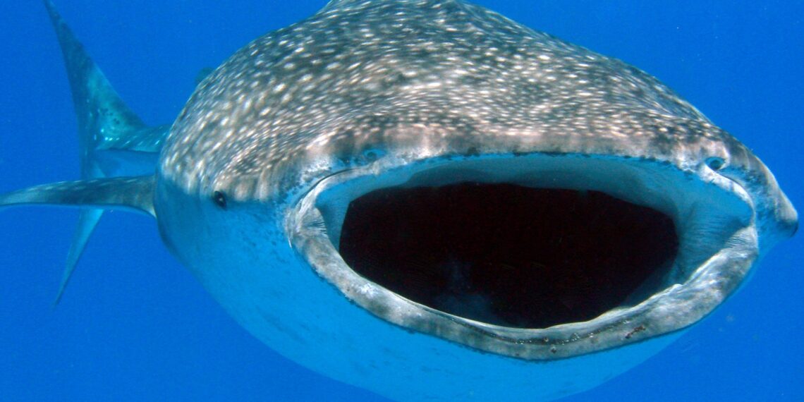 Walvishaai,Mozambique