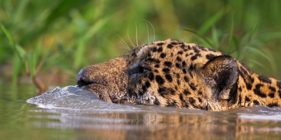 Latijns-Amerika, Jaguar