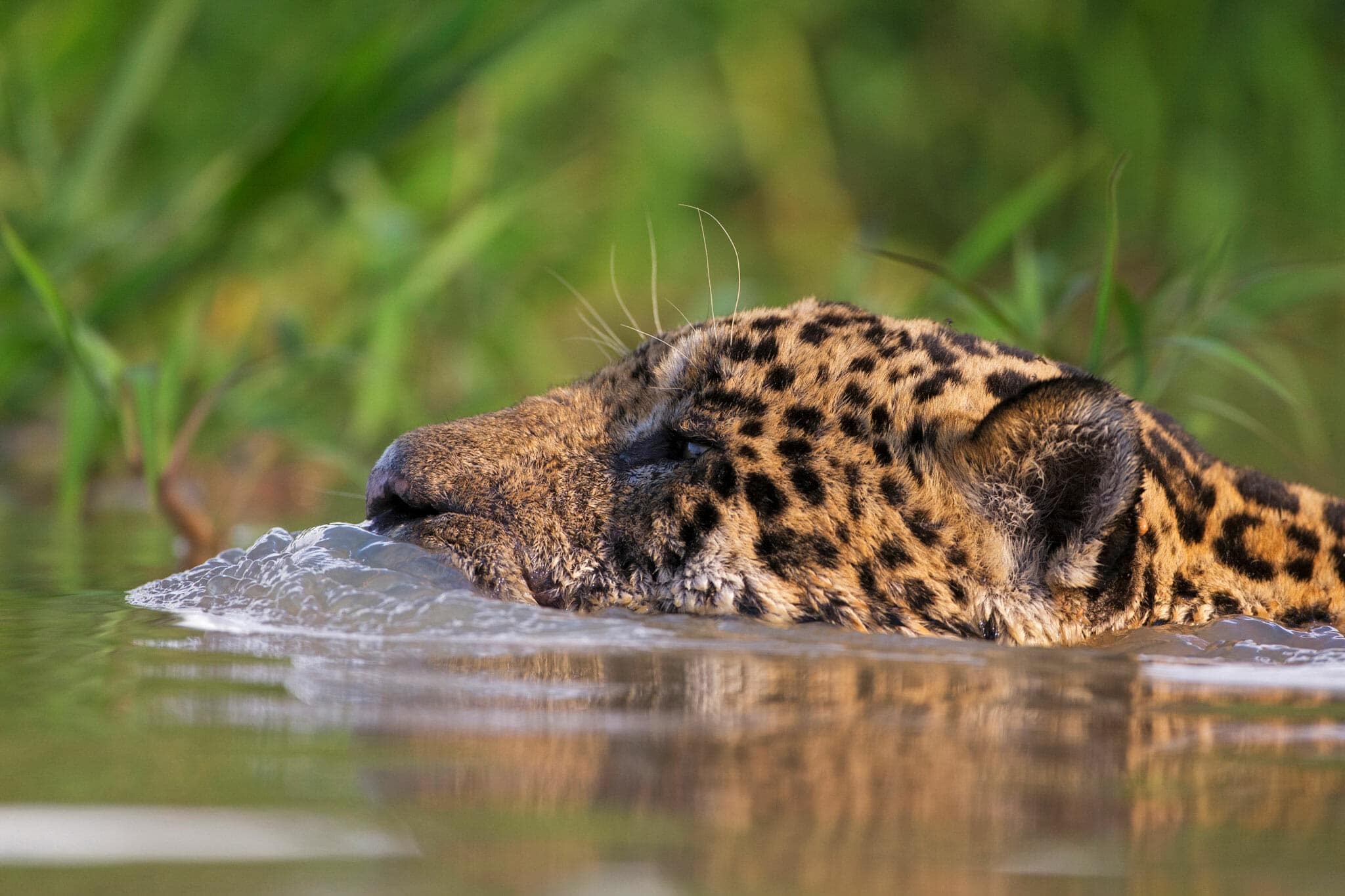 Latin America, Jaguar