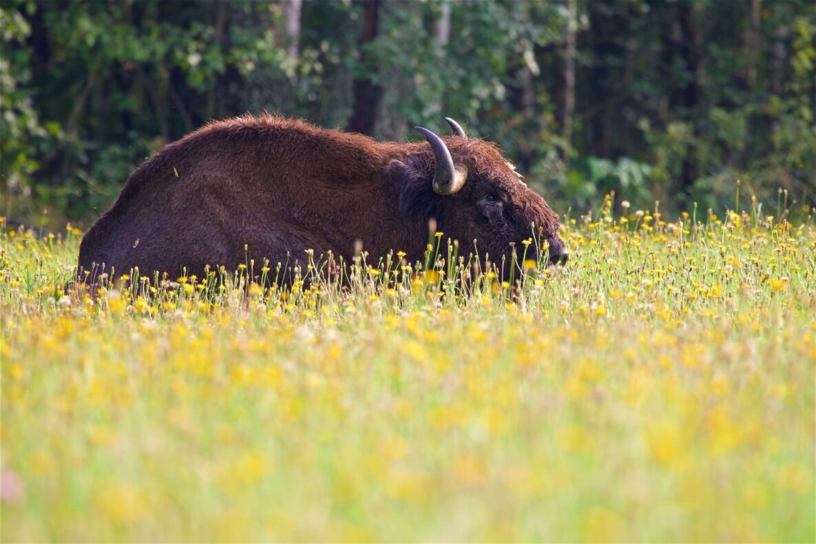 Polish bison safari, Poland