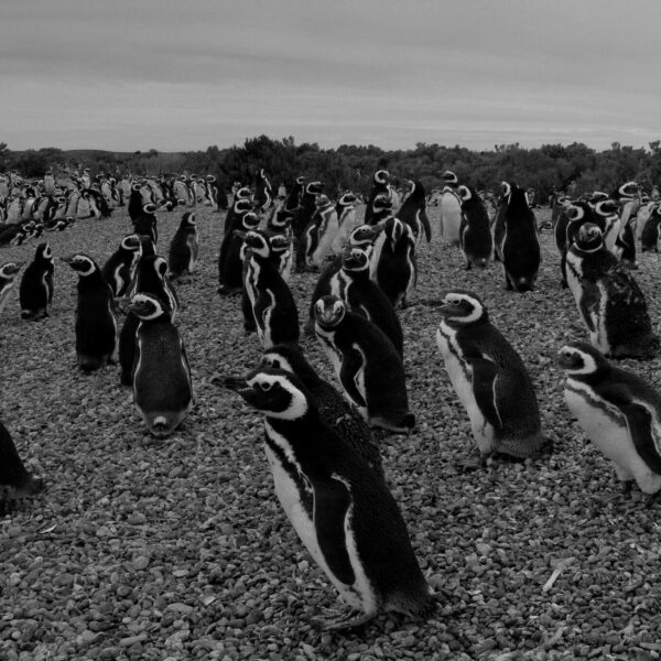 Pinguins