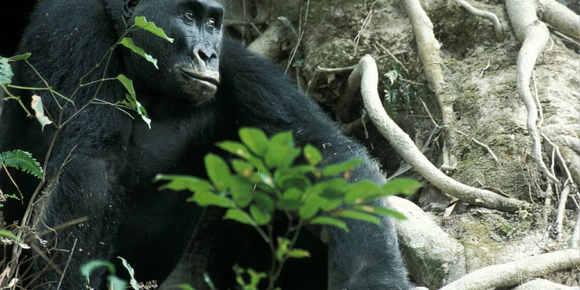 Safari in Dzanga Sangha National Park