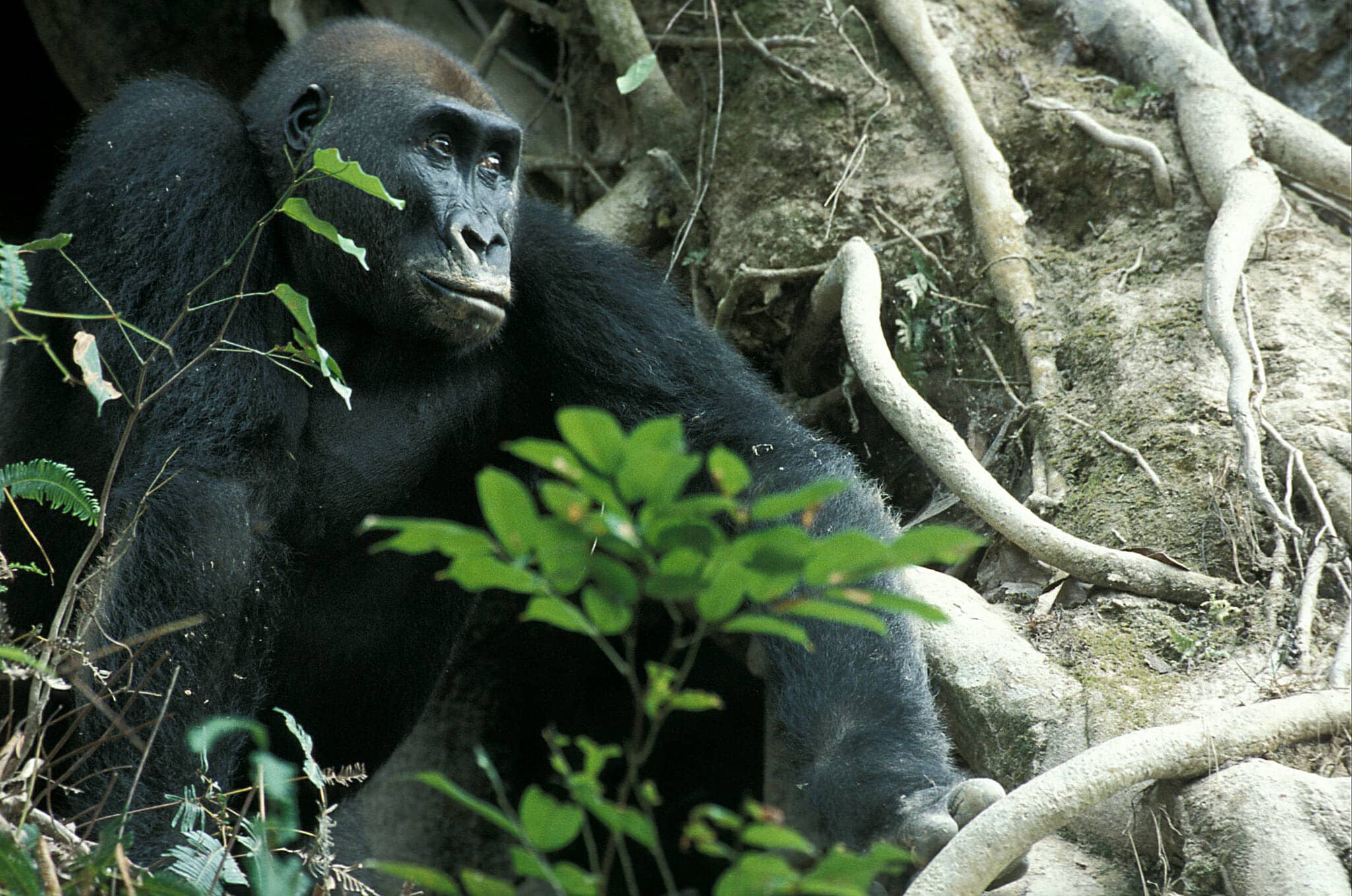 Safari in Dzanga Sangha National Park