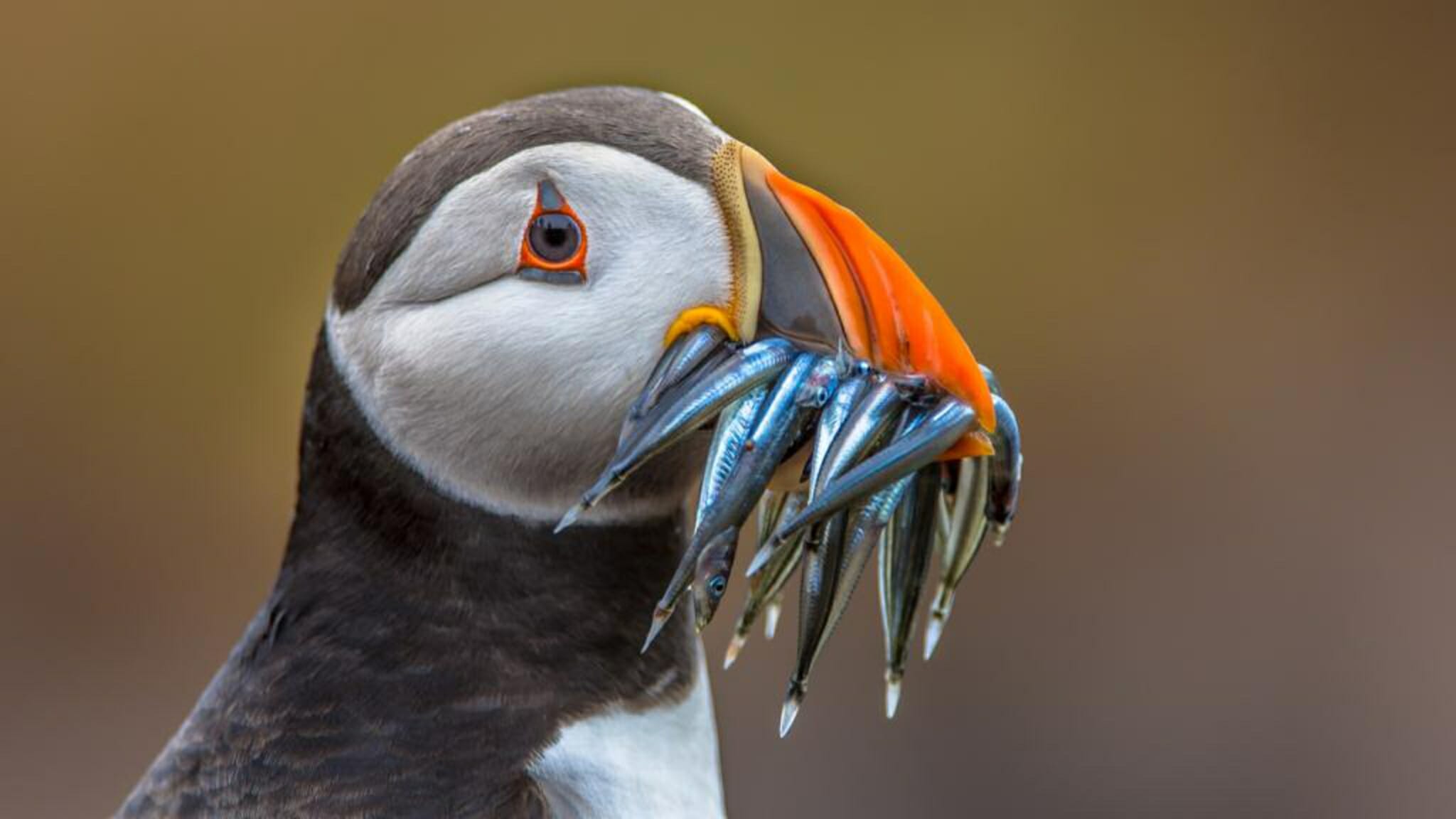 Surprisingly Newfoundland