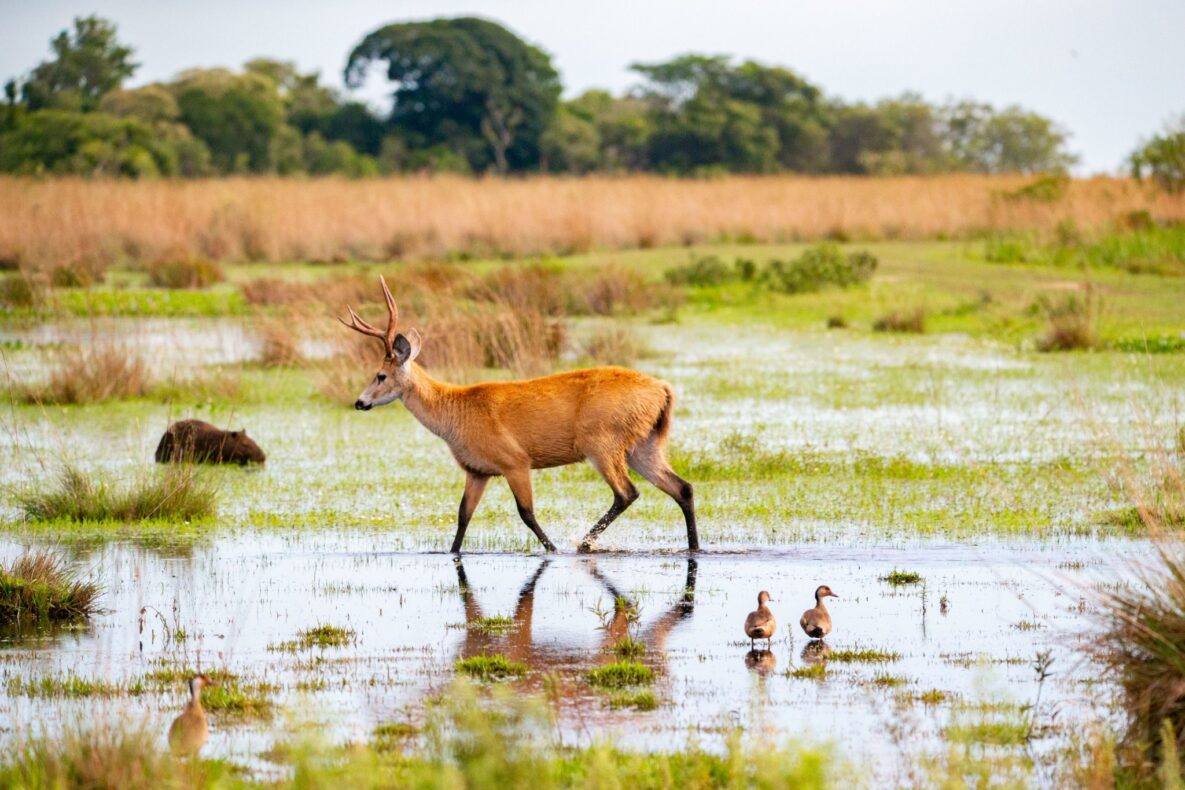 Pto. Valle, Iberá, Argentinië