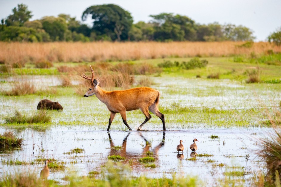 Pto. Valle, Iberá, Argentina