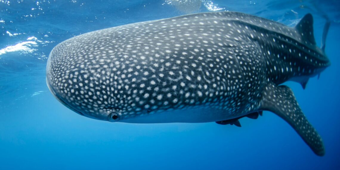 Rondreis natuureiland Sint-Helena, Sint-Helena, walvishaai