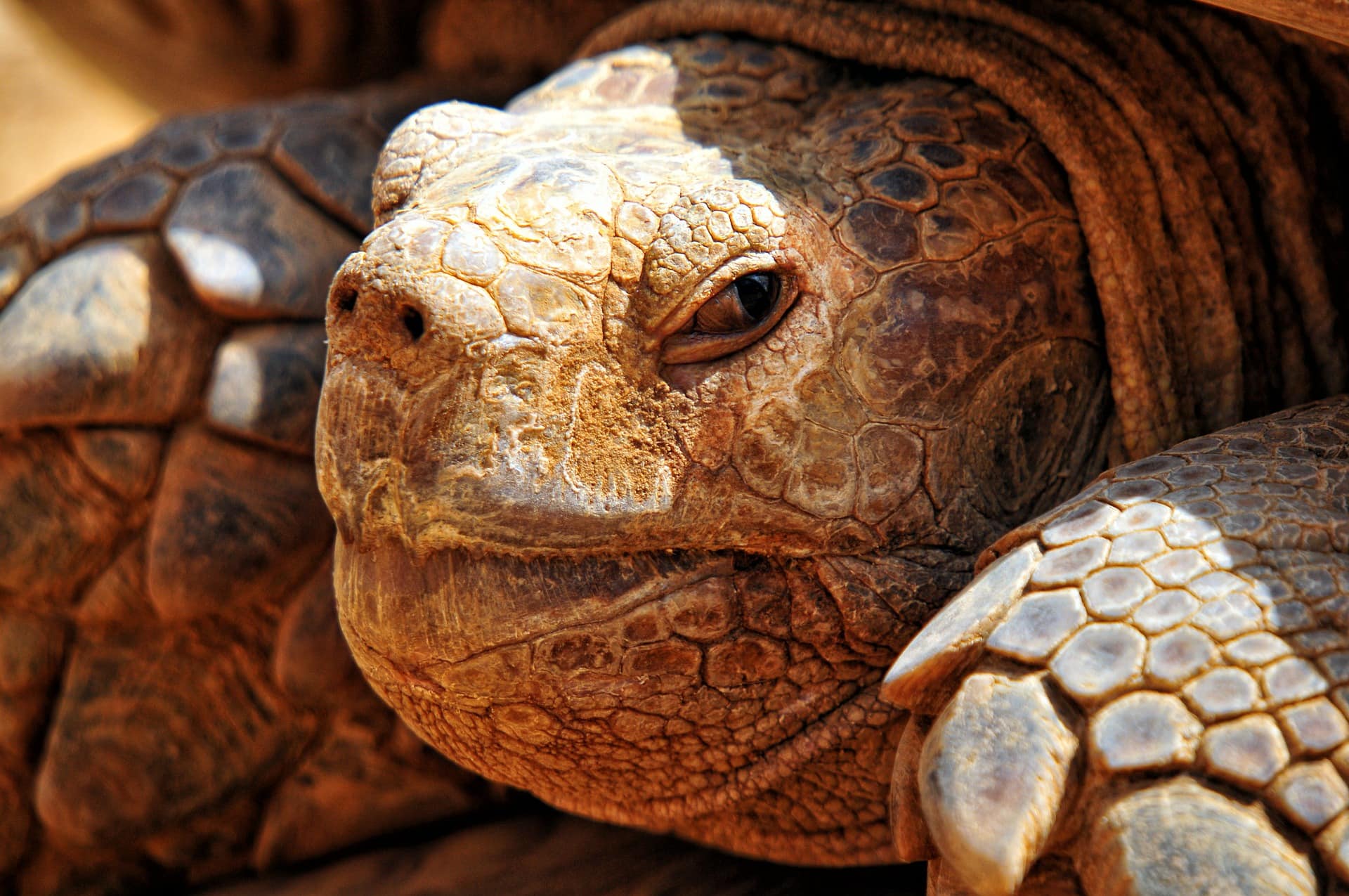 Langue de Barbarie national park, Senegal, sea turtle