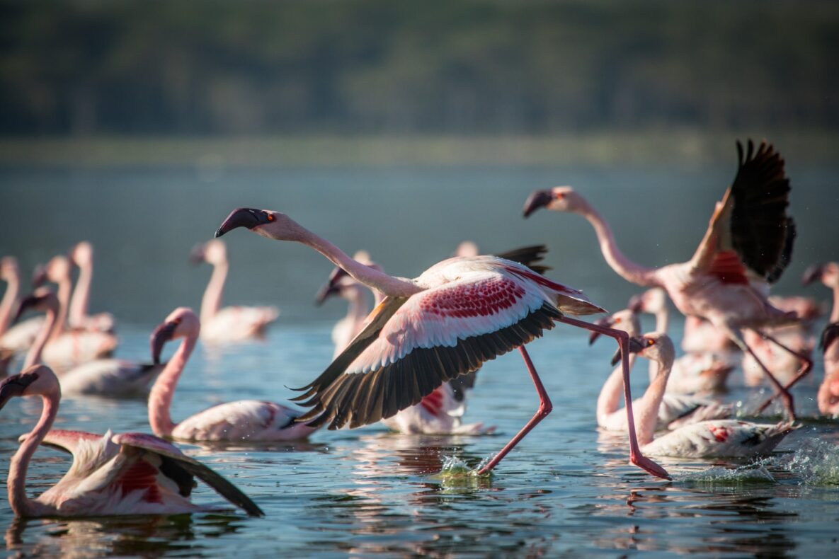 Loldia House,Lake Naivasha,Kenia,flamingo's