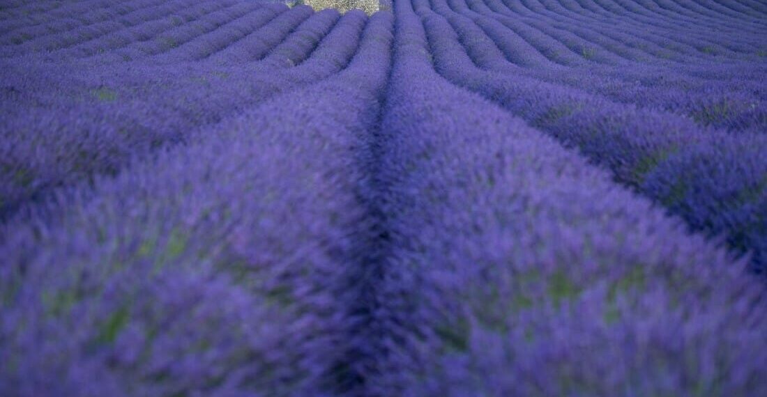 De Provence,Frankrijk,lavendelveld