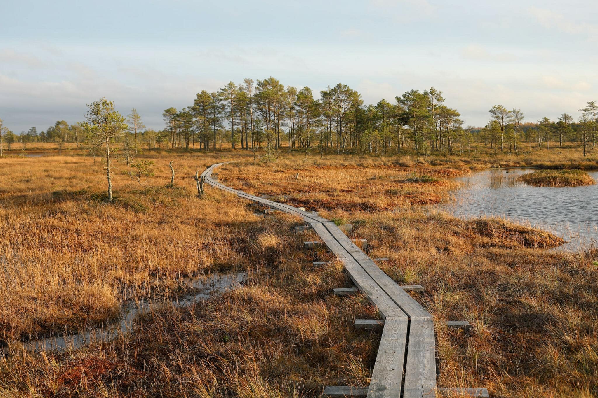 Nature experience and outdoor activities,Baltic States,swamp Estonia