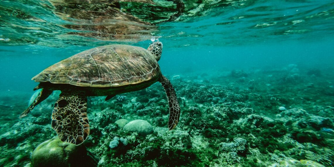 Schildpad, Anguilla reizen. Caribbean