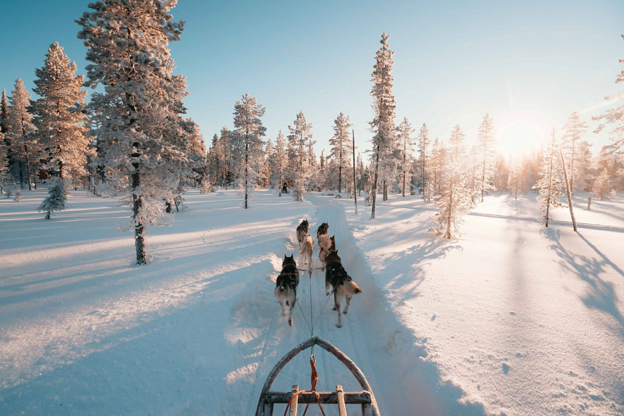 Lapland, Finland, husky safari
