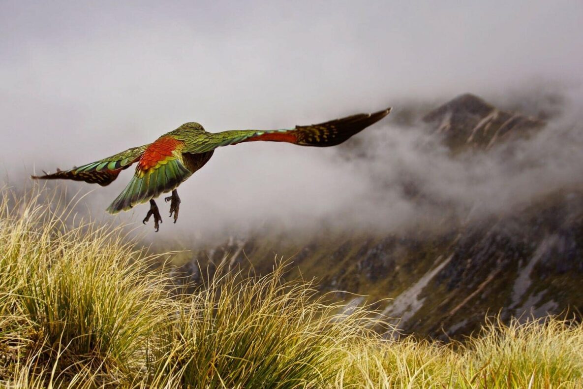 New Zealand parrot Kea is flying above the clouds at the Kepler Track.