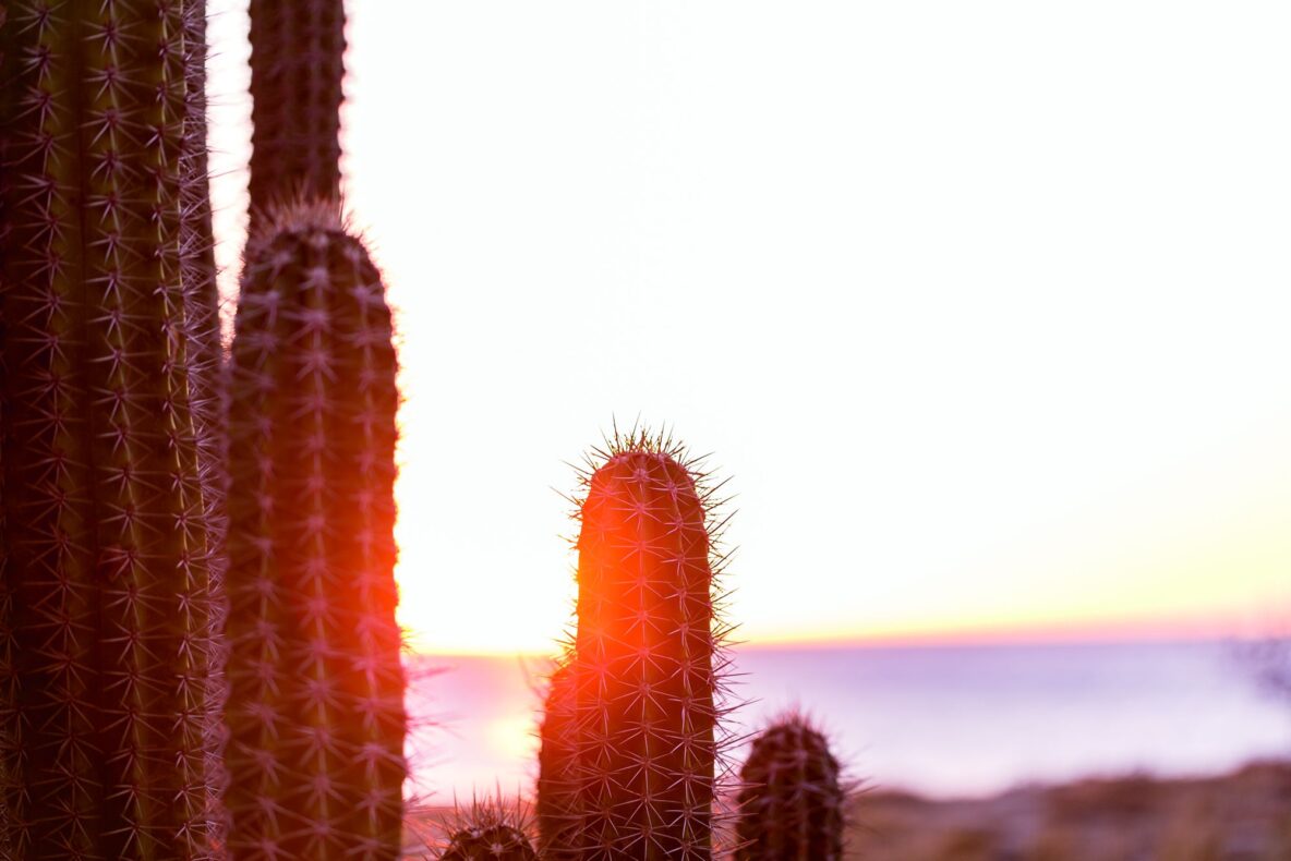 The Ritz Carlton, Aruba,cactussen