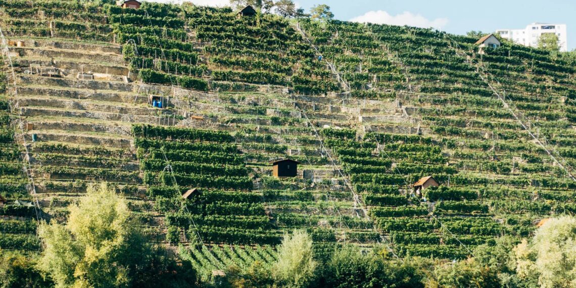 Zuidwestelijke wijnstreken, Duitsland