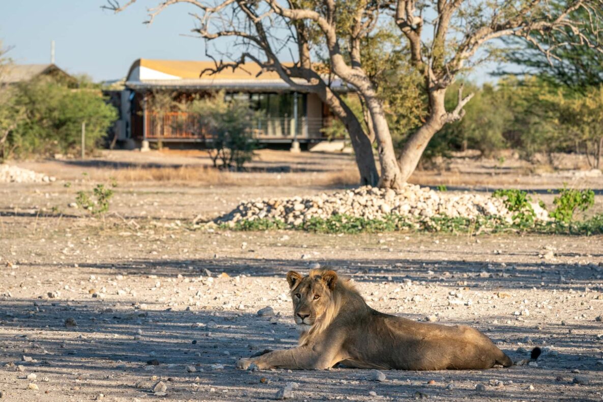 Ongava Game Reserve,Namibië,Anderssons at Ongava leeuw