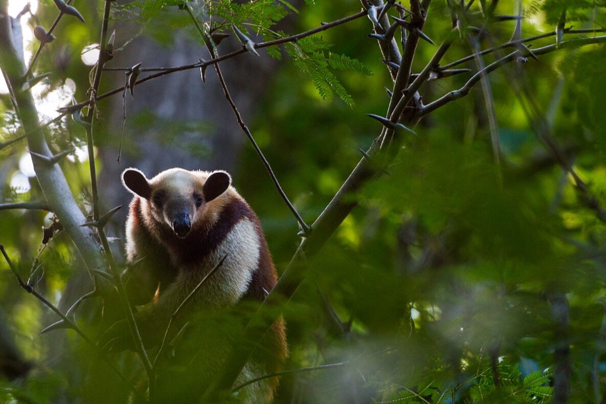 Morgan's Rock Haciënda & Ecolodge, Nicaragua, beach