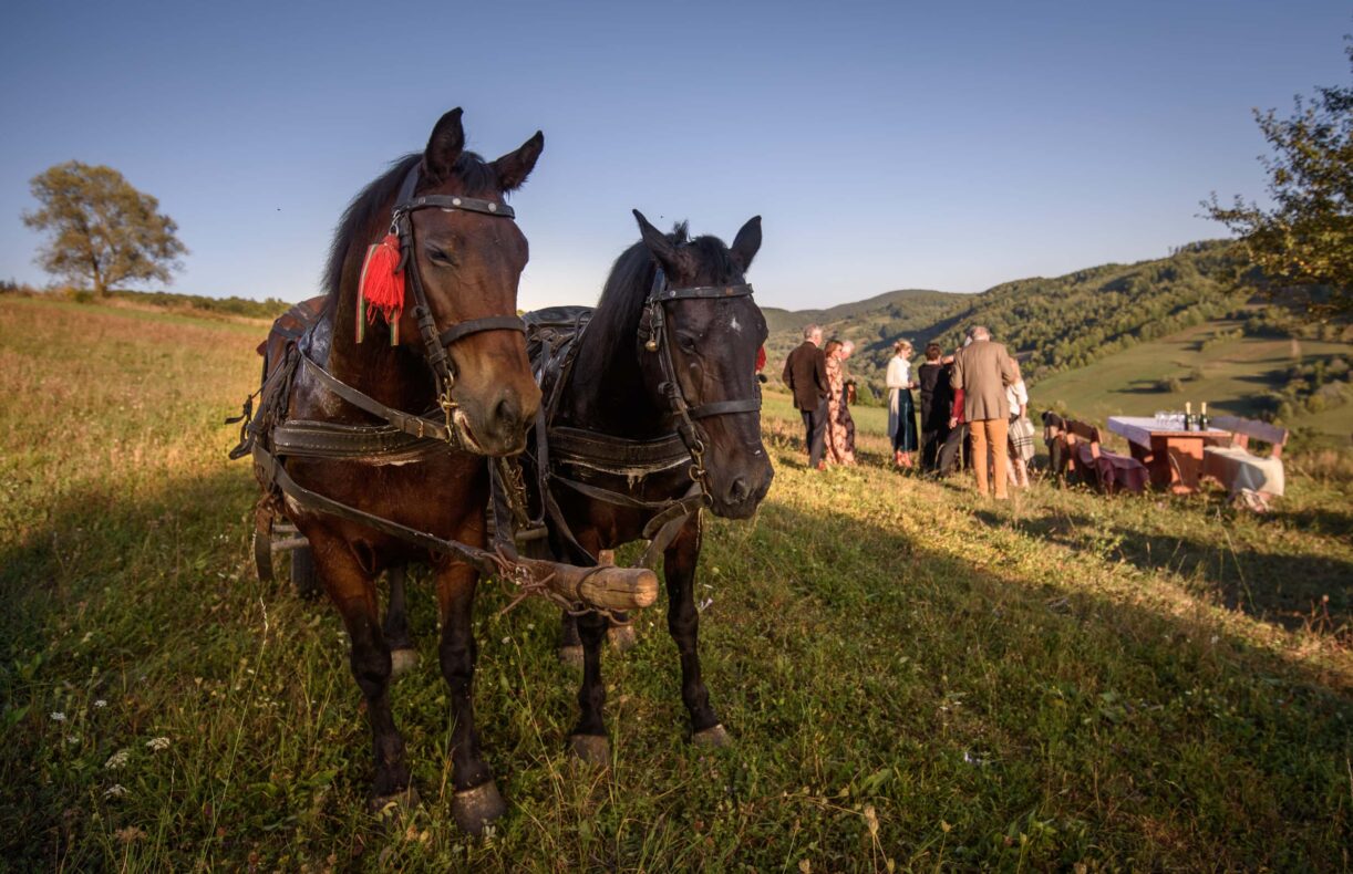 The Prince of Wales's Guesthouse, Zalanpatak courtyard, Romania, horses