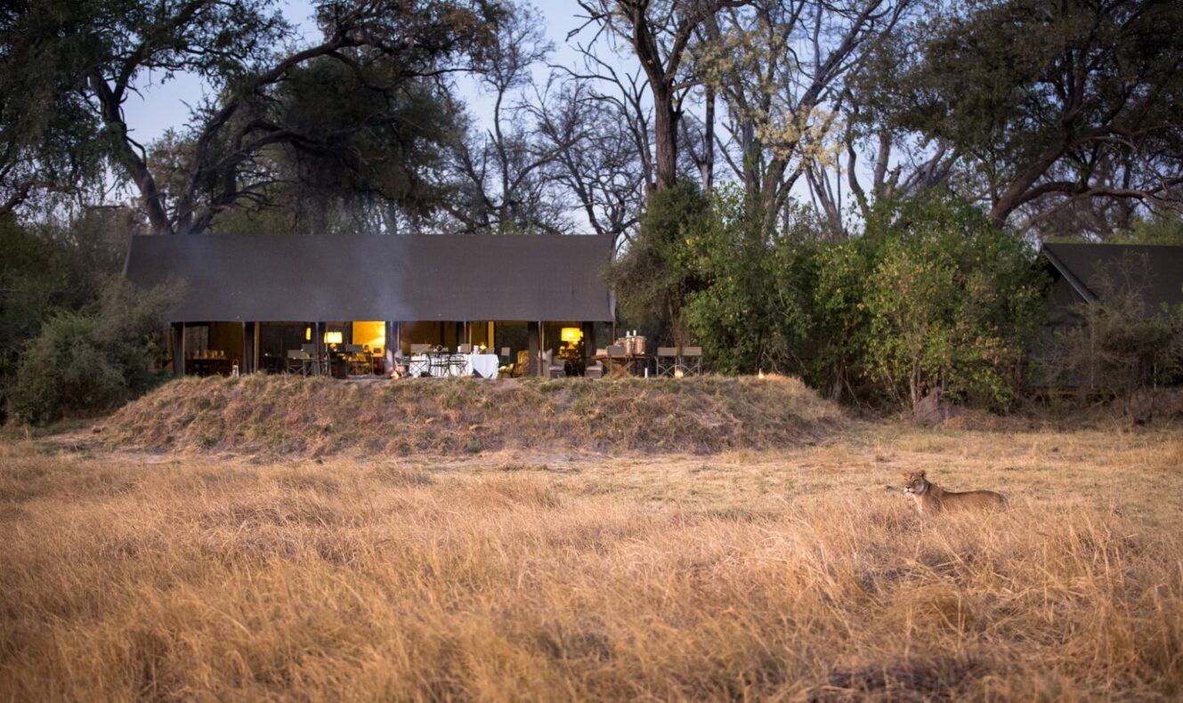 Little Machaba, Botswana tent with lion on hill