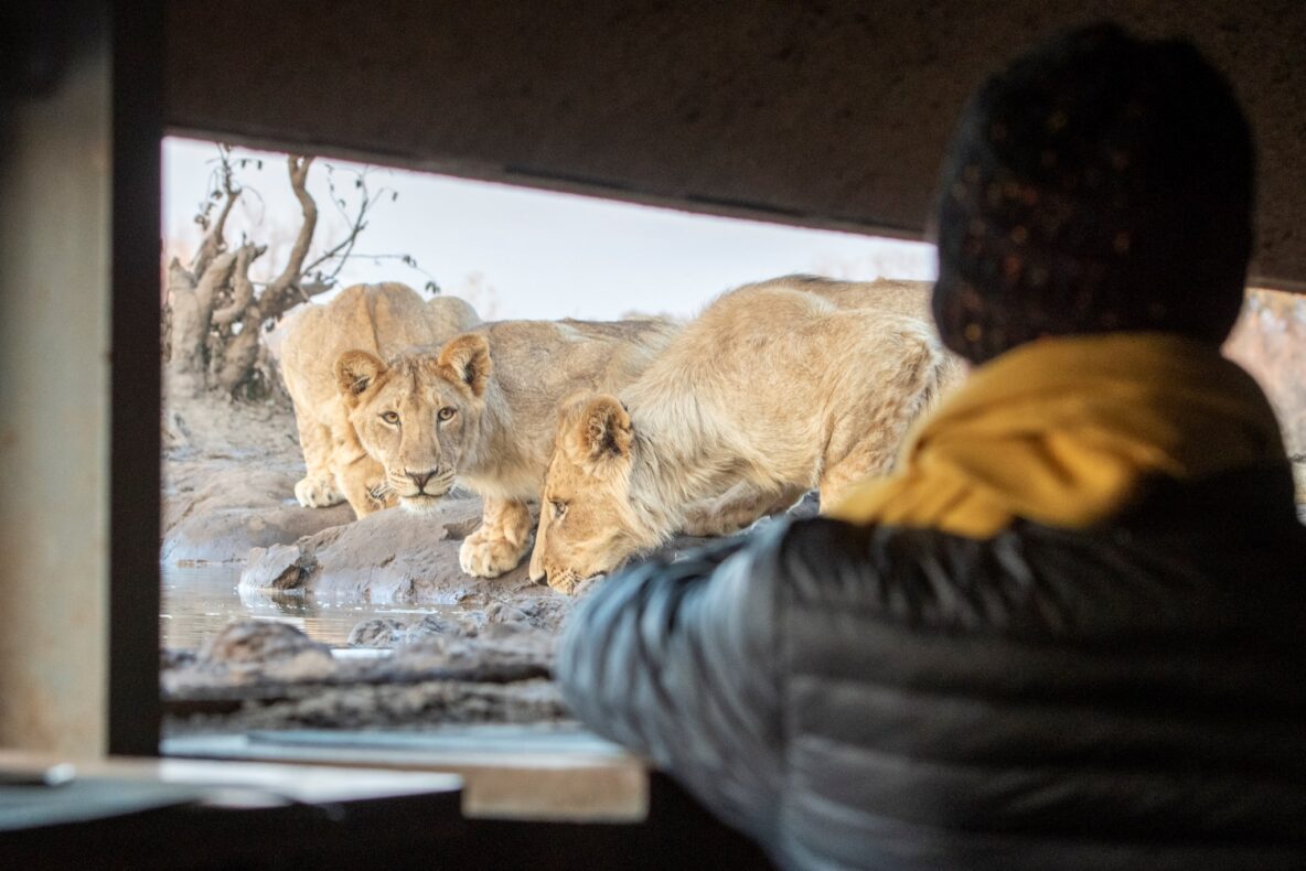 Mashatu Euphorbia Villas, hide