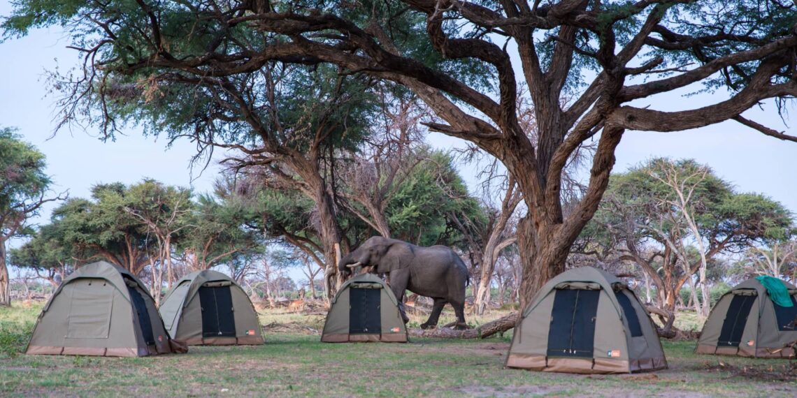 Mobiel kamperen in Botswana,tenten met olifant