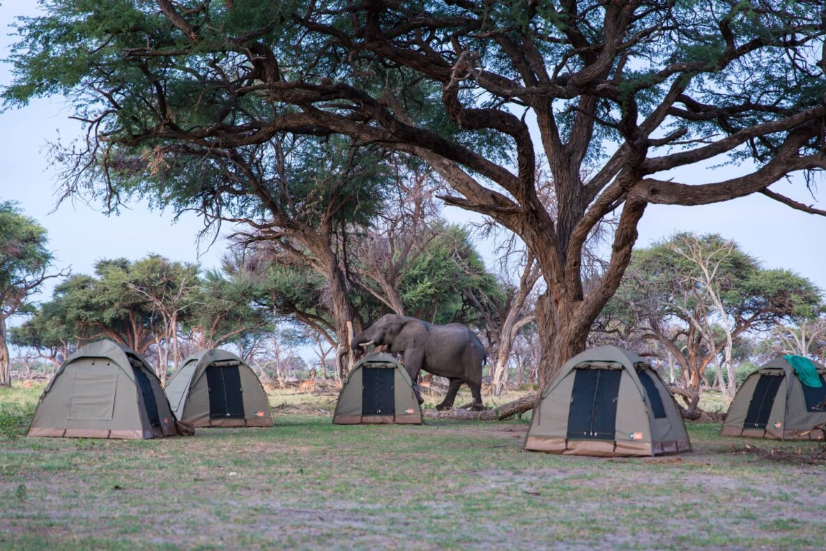 Mobile camping in Botswana, tents with elephant