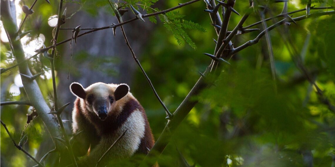 Rondreis Panama, Costa Rica & Nicaragua, Costa Rica