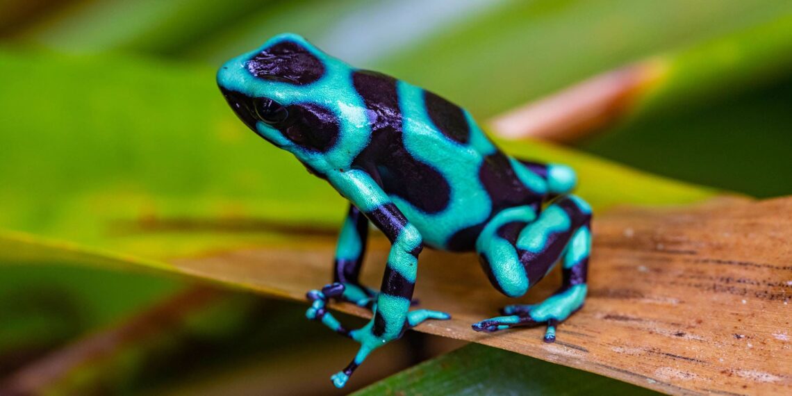 Tifakara Lodge-Arenal Costa Rica