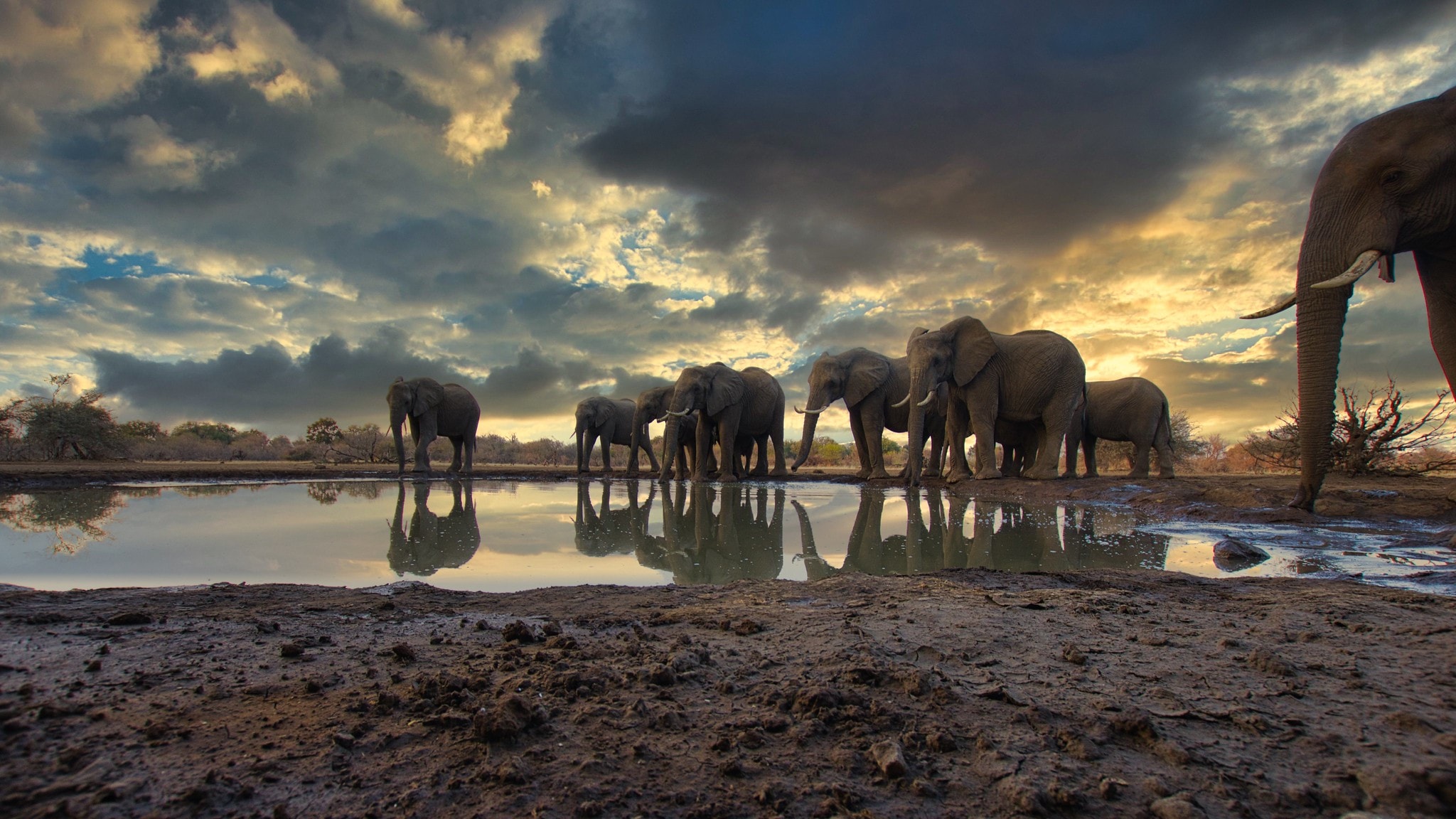Tuli Block,Botswana,elephants at watering hole