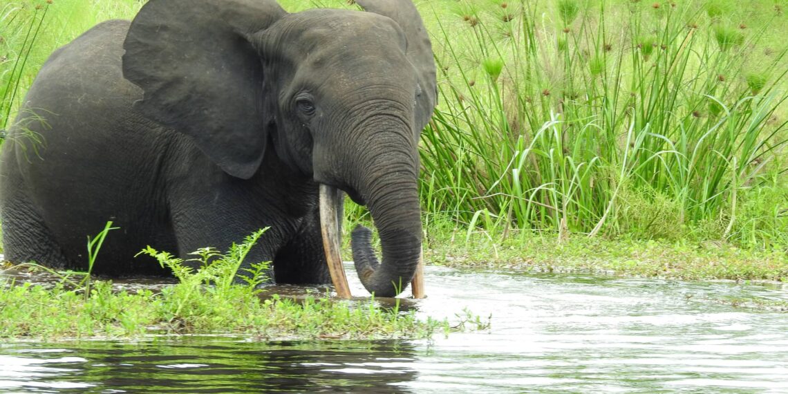 Rondreis Loango-Pongara, Gabon