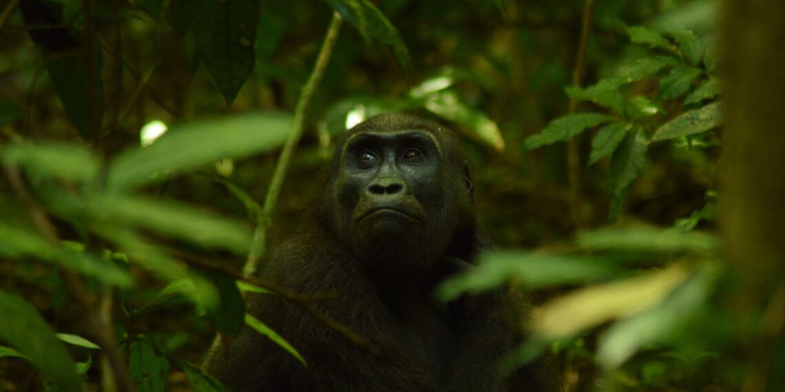 Rondreis Gabon, gorilla's