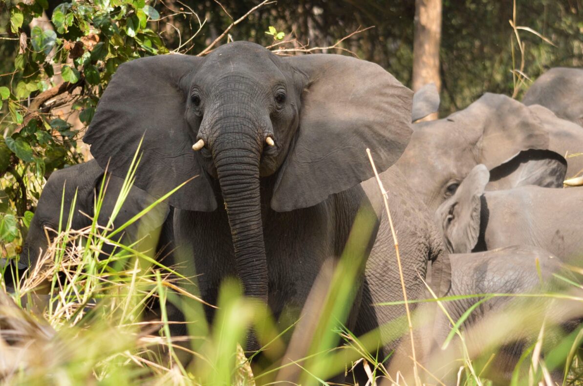 Gorongosa Lodge Safari,Mozambique,olifant