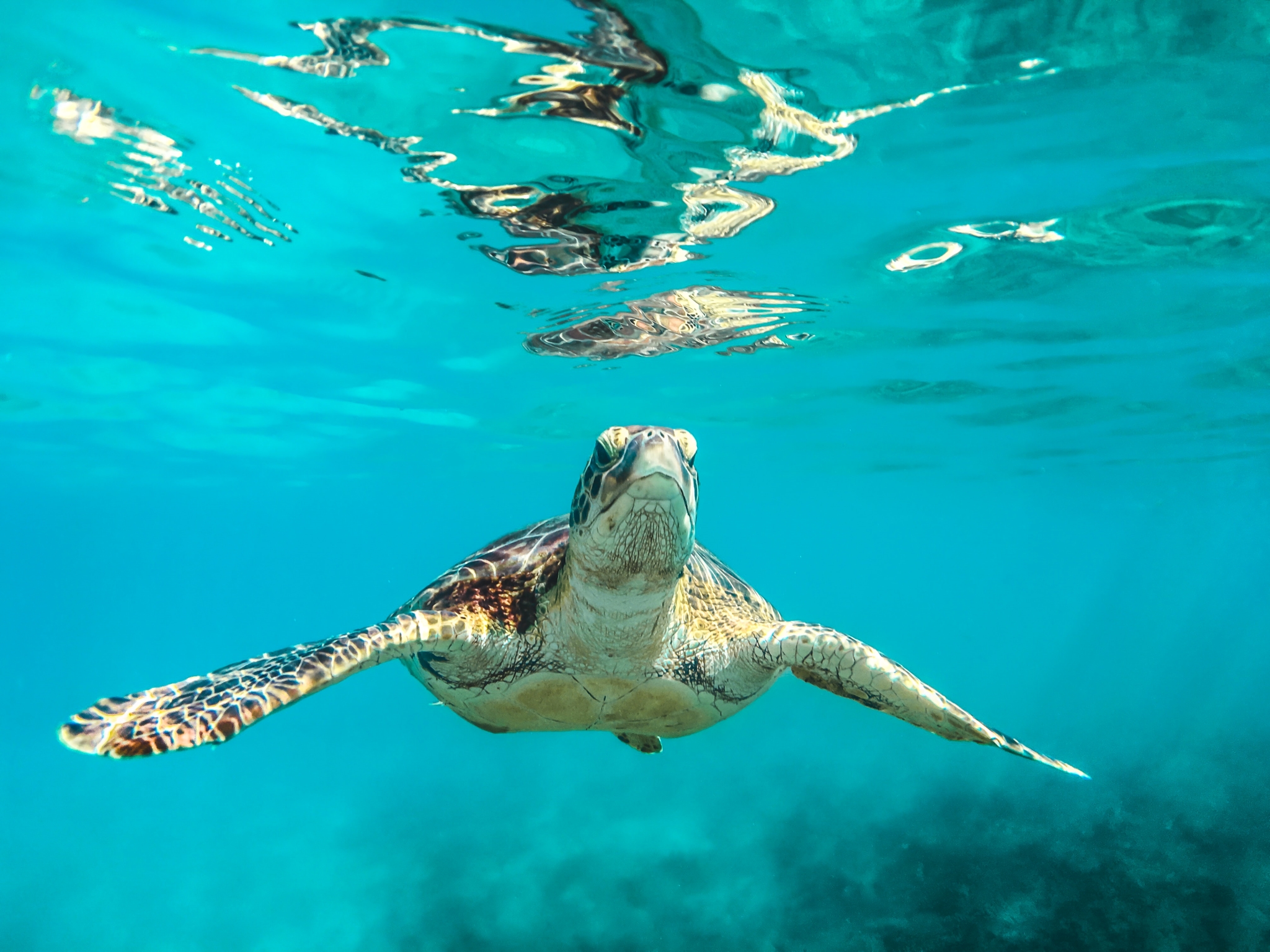 Saint Andrew,Barbados,turtle