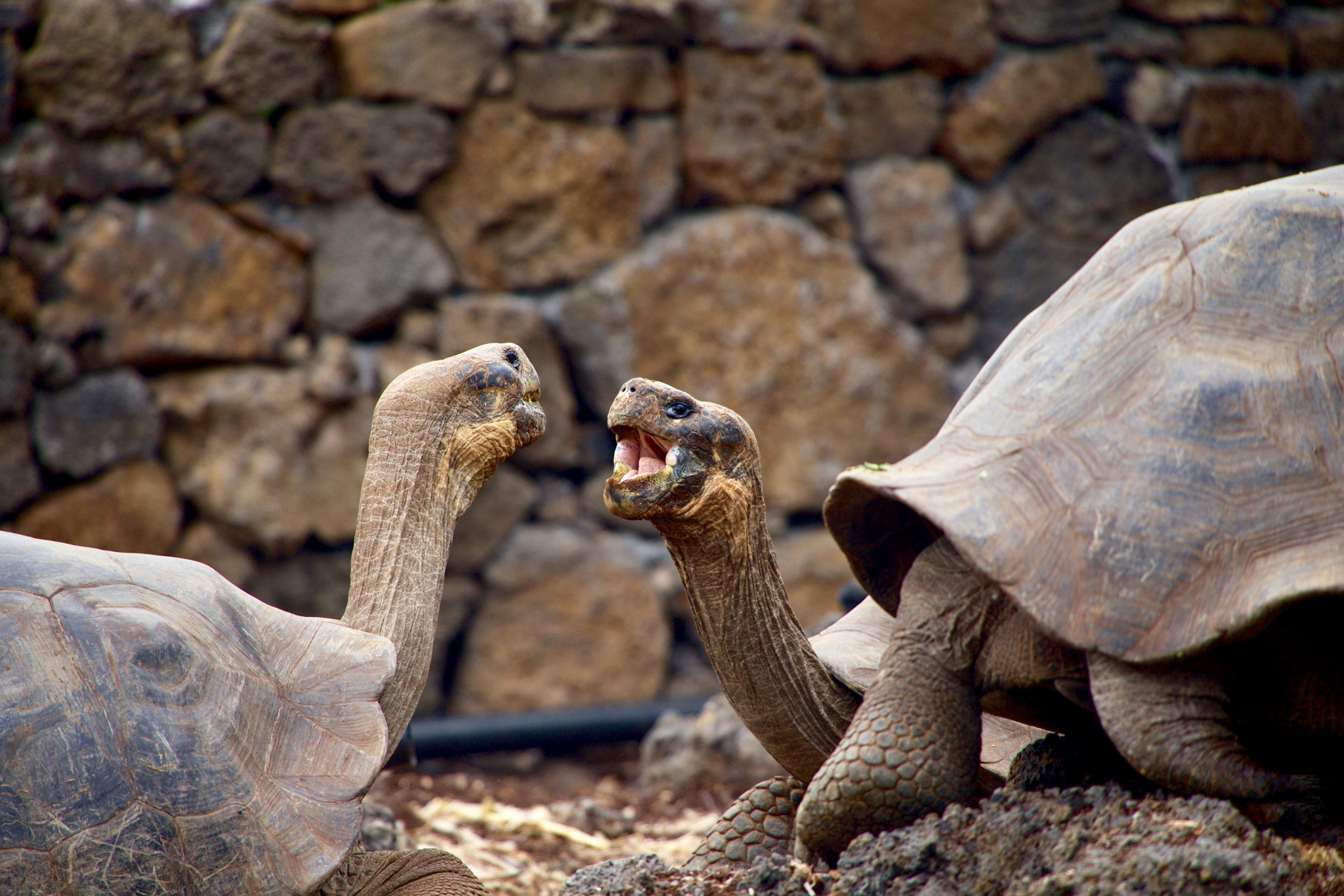 Ecuador and Galapagos, Turtles