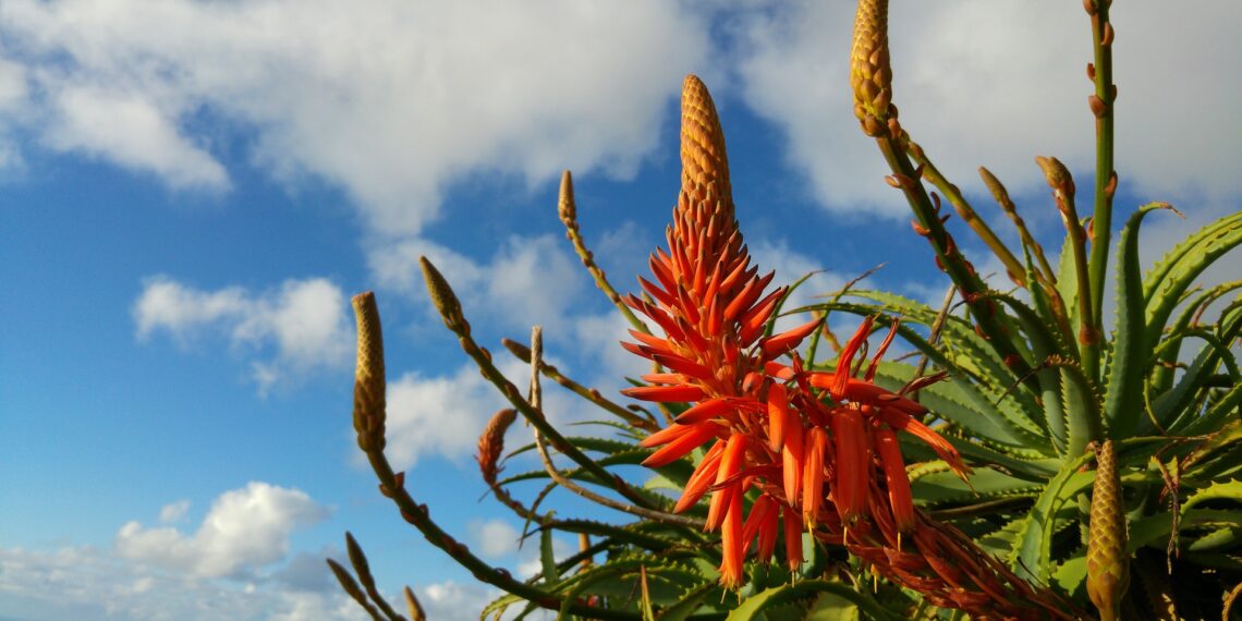 Aloe bloem, Madeira, Portugal