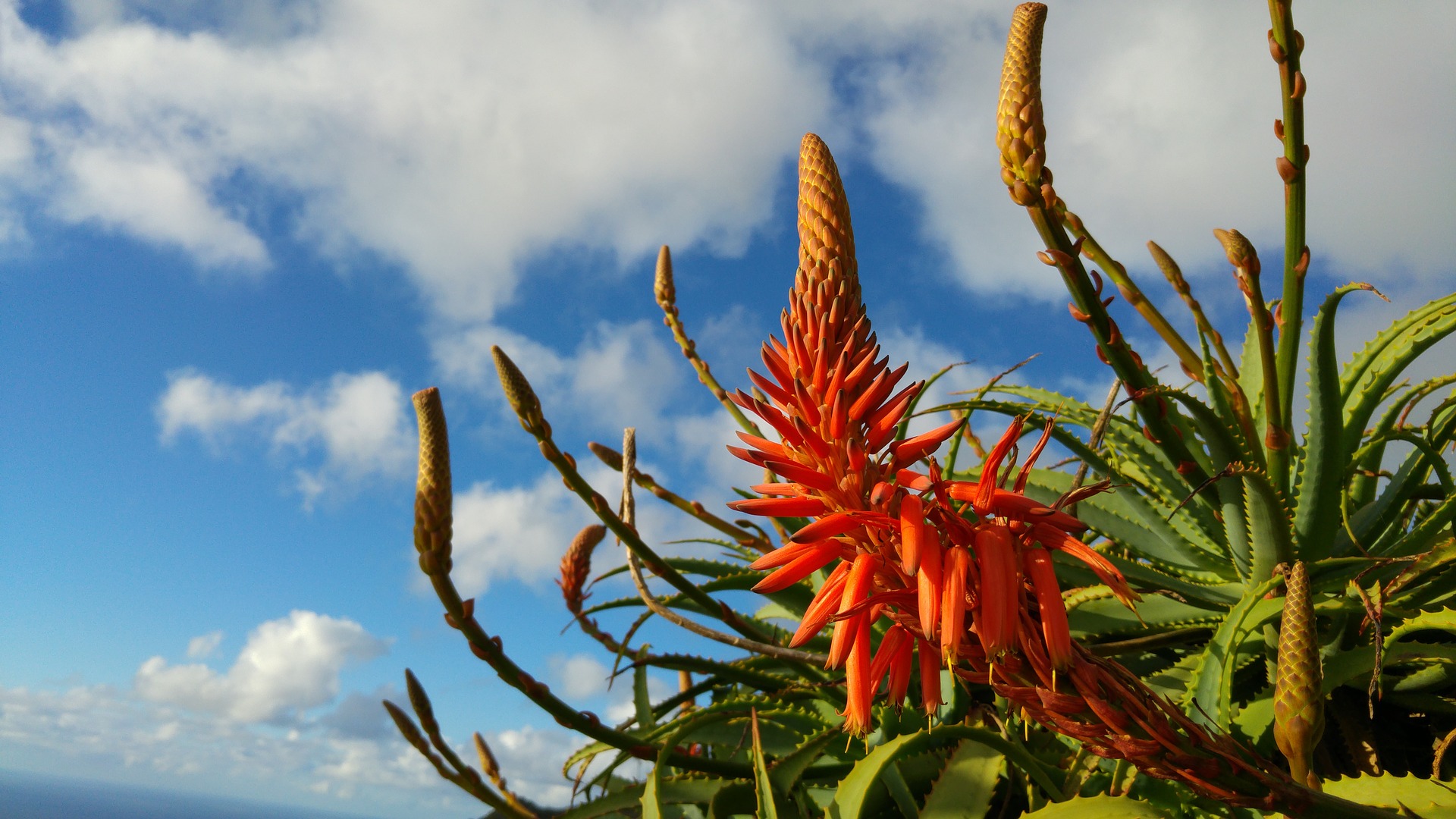 Aloe flower, Madeira, Portugal