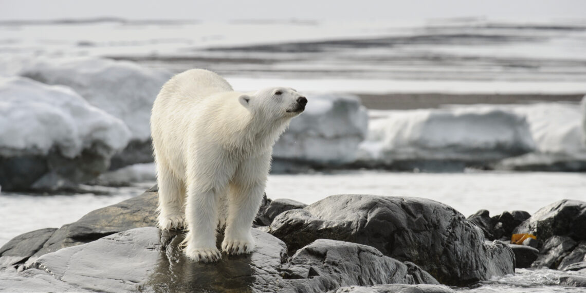 Polar Bear, Storøya, Svalbard Archipelago