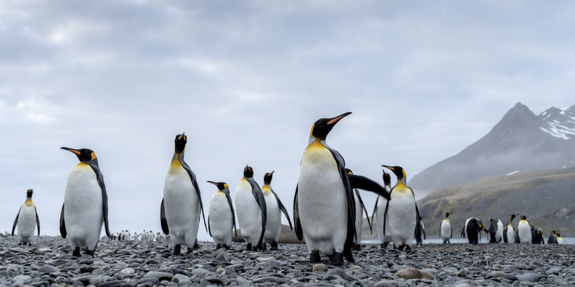 Expeditiecruise Antarctica - Untamed Travelling