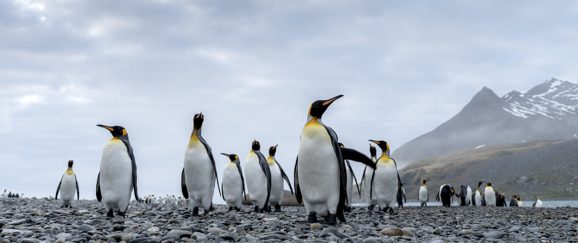 Expedition Cruise Antarctica - Untamed Traveling