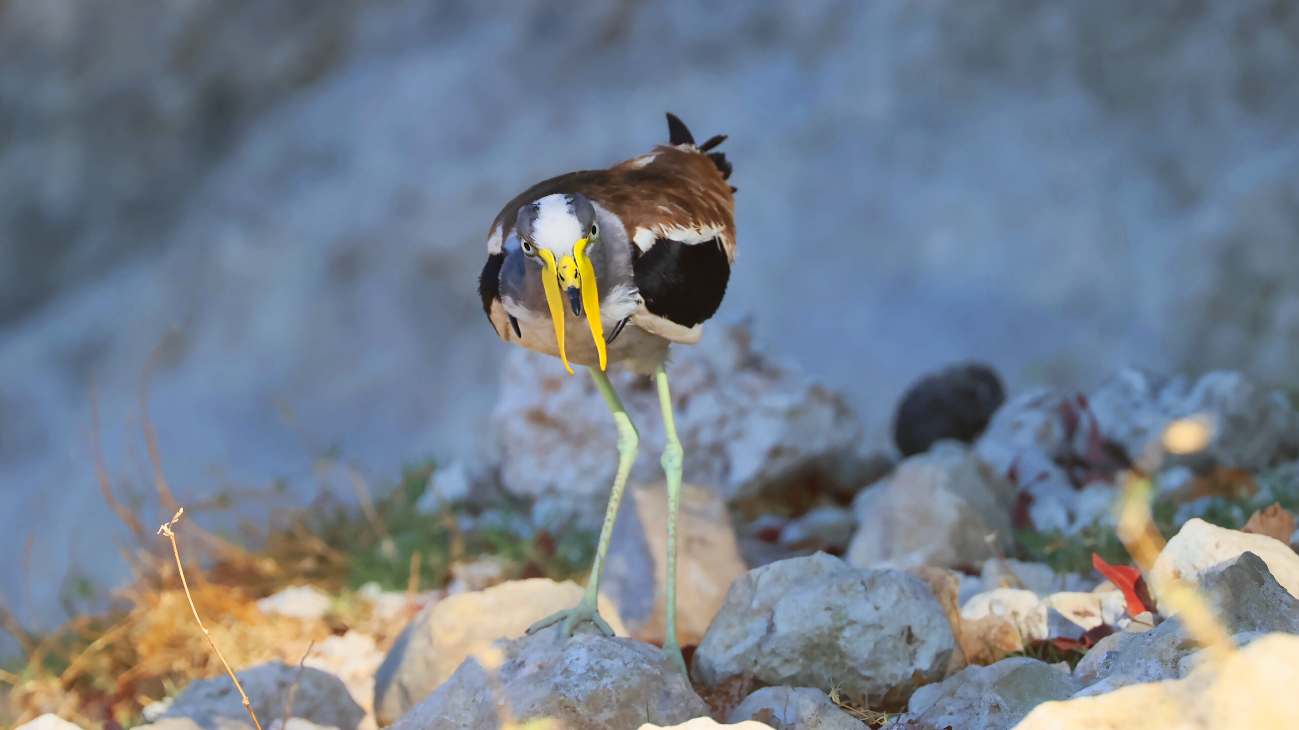 Blog Botswana Verbanck