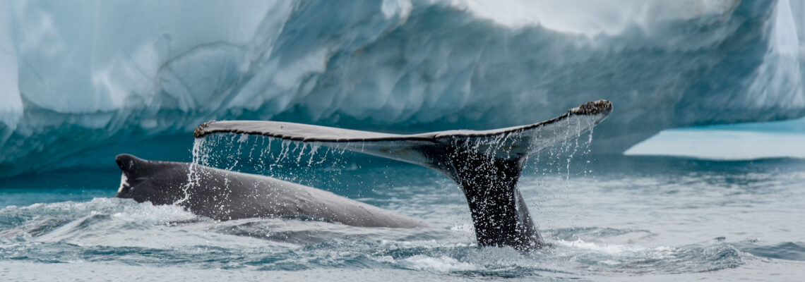 Greenland_Ilulissat_Icefjord_Humpback_Albatros Expeditions