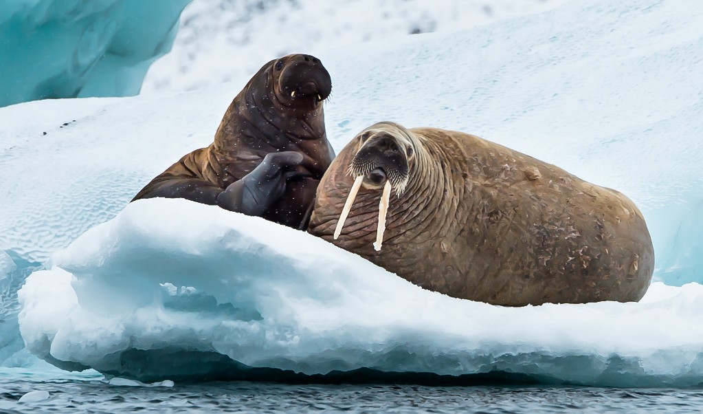 (c)_g.riehle._north_sea_route_1730._walrus_mom_and_pup_6-3430 - Heritage Expeditions