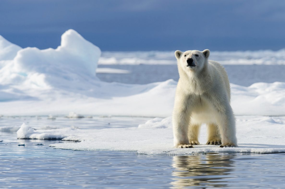 Polar bears, North Pole, polar bear on the lookout