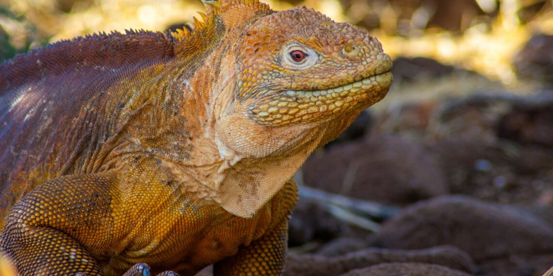 Reismogelijkheid,Galapagos,reptiel
