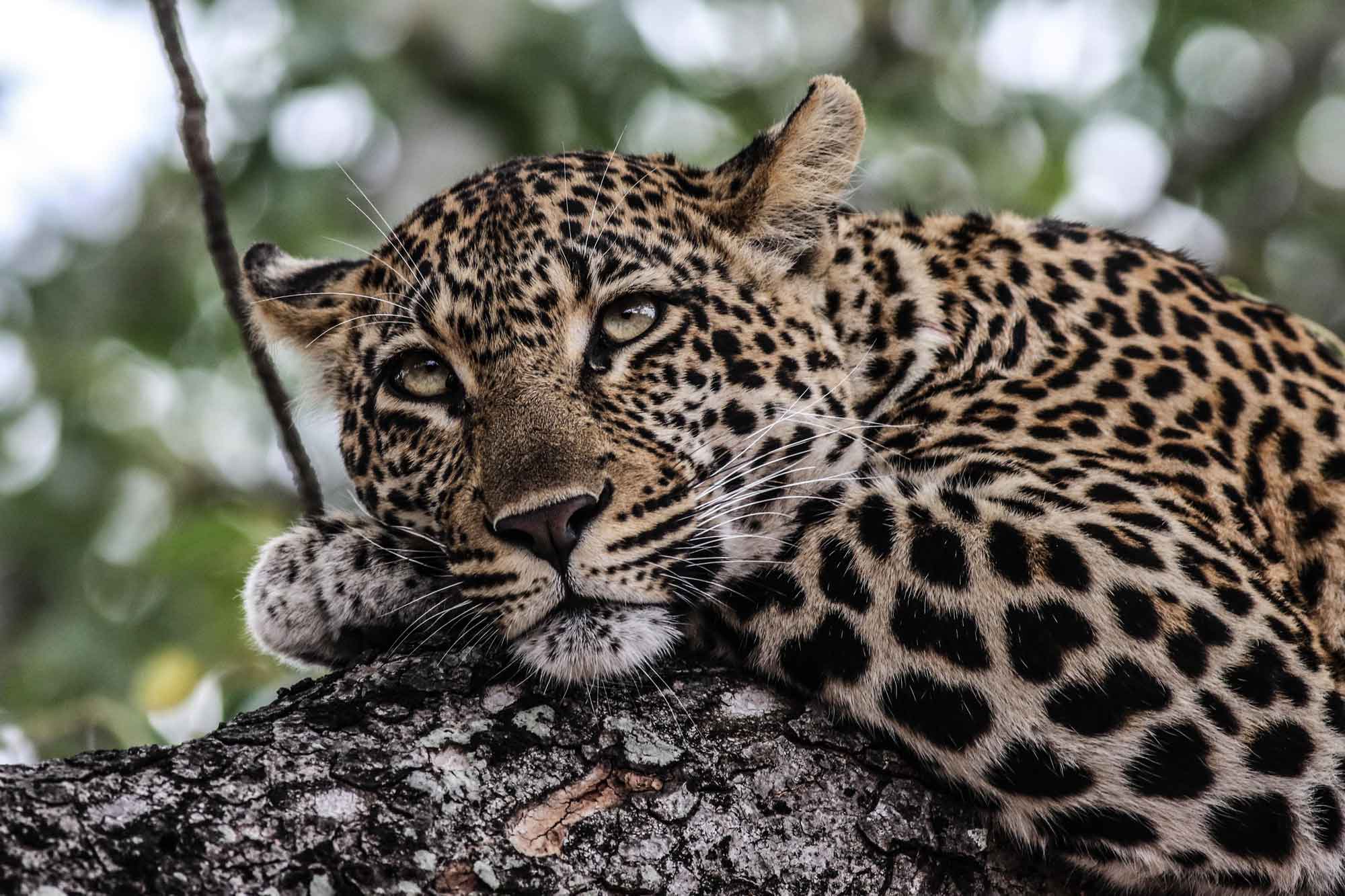 Customer Experience South Africa Job & Belinda