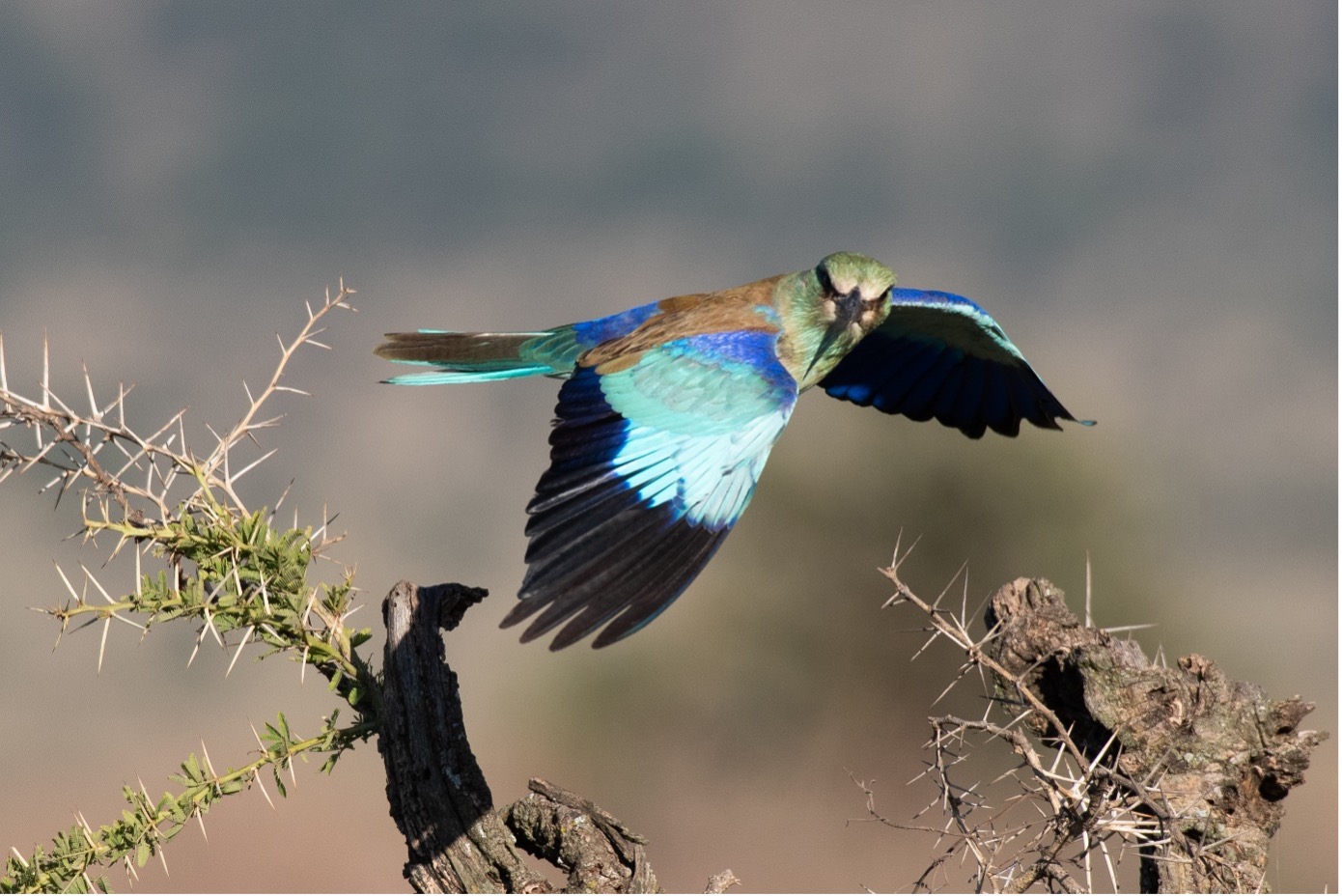 Customer review Vercauteren Tanzania 2021