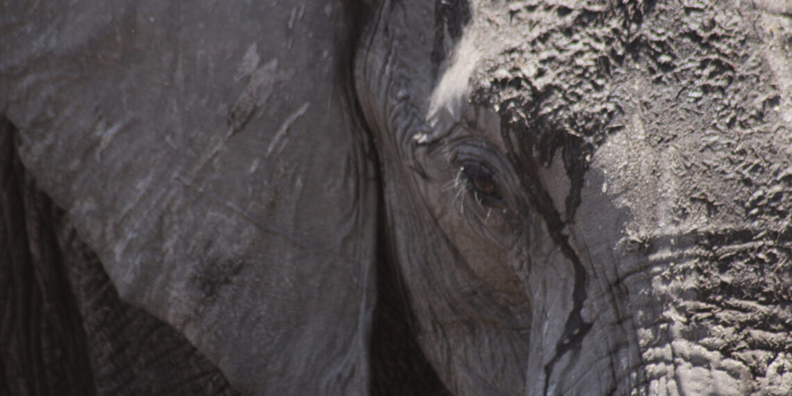 Customer experience Lode Demeulemeester Zimbabwe